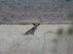 Vulpes vulpes silacea