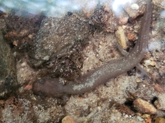 Gyrinophilus porphyriticus