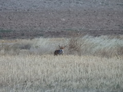 Vulpes vulpes silacea