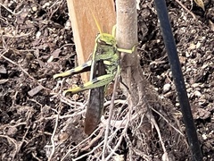 Schistocerca obscura