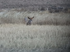 Vulpes vulpes silacea