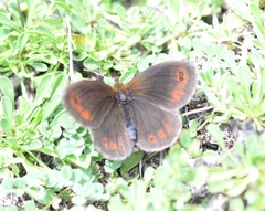 Erebia pronoe