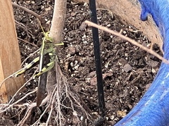 Schistocerca obscura