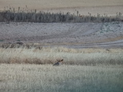 Vulpes vulpes silacea