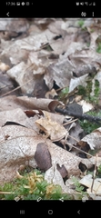 Vertebrata