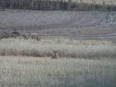 Vulpes vulpes silacea