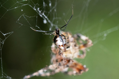 Argyrodes elevatus