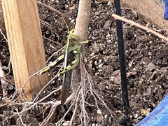 Schistocerca obscura