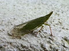 Rhynchomitra microrhina