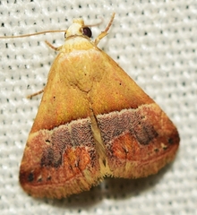 Eublemma parva