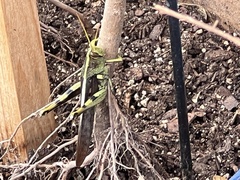 Schistocerca obscura