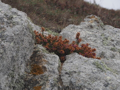 Erica cinerea