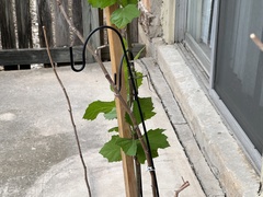 Schistocerca obscura