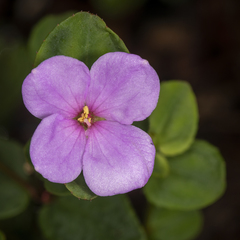 Rhexia petiolata