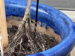 Schistocerca obscura