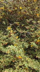 Fremontodendron