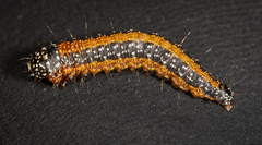 Omphalocera munroei