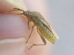Rhopalidae
