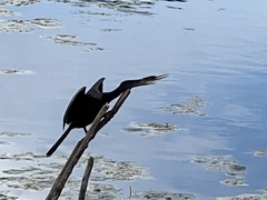 Anhinga anhinga