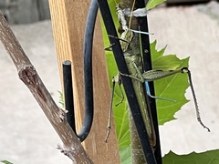 Schistocerca obscura