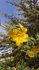Fremontodendron