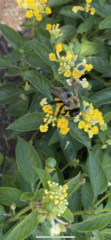 Xylocopa virginica virginica