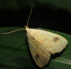 Rivula propinqualis
