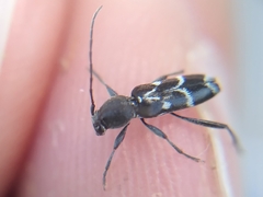 Chlorophorus sartor