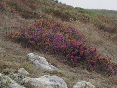 Erica cinerea