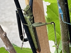 Schistocerca obscura