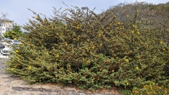 Fremontodendron