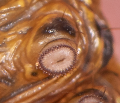 Omphalocera munroei