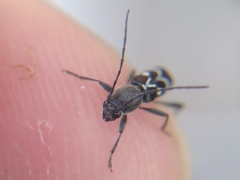 Chlorophorus sartor