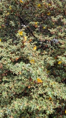 Fremontodendron