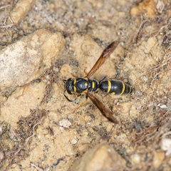 Parancistrocerus pedestris