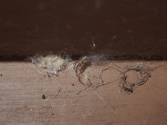 Zygiella x-notata