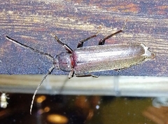 Arhopalus