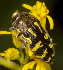Acmaeodera pulchella