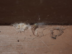 Zygiella x-notata