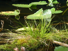 Carex viridula