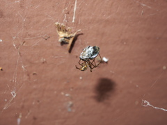 Parasteatoda tepidariorum
