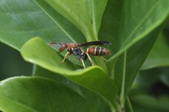 Polistes dorsalis dorsalis