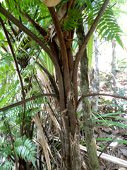 Cyathea