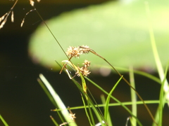 Carex viridula