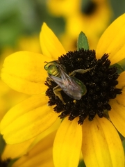 Augochlora pura