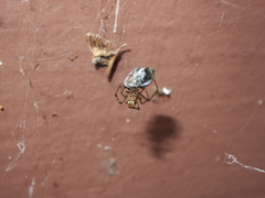 Parasteatoda tepidariorum