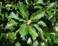 Quercus muehlenbergii