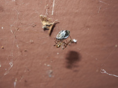 Parasteatoda tepidariorum