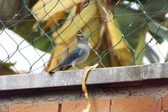 Thraupis sayaca