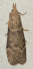 Lamoria anella
